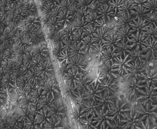 Foto aérea en escala de grises de la plantación de palma